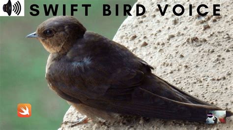 are passerine species that are similar to swifts